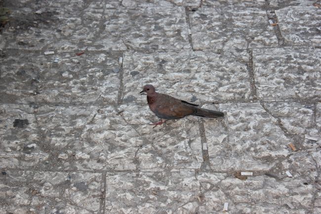 鳩も日本のものとは違いますね。