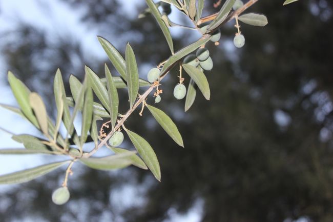 オリーブ山に帰ります。<br />その名の通り、たくさんのオリーブがあります。<br />齧ってみたら食えたもんではありませんでした。