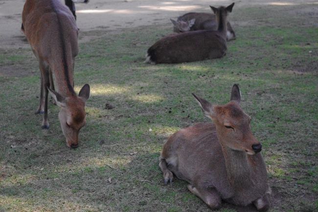 思い思いに遊ぶ鹿<br /><br />さて奈良公園から<br />佐保路　法華寺町にある<br />法華寺、海龍王寺に向かいます。<br /><br />