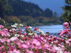 12：00　余呉湖

余呉町観光協会前の花壇のコスモス。