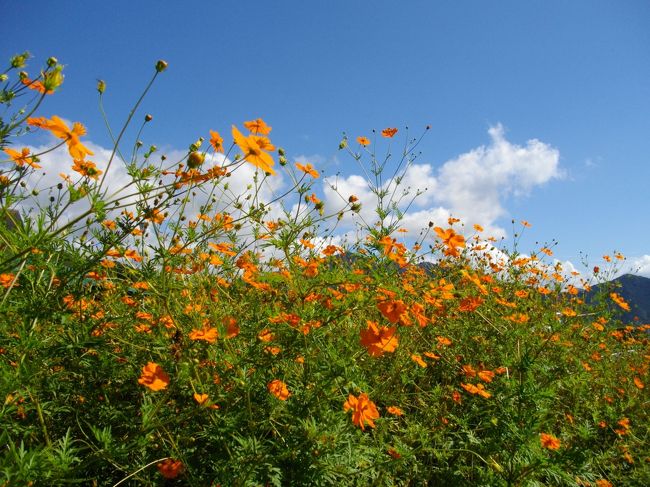 オレンジ色のコスモスが眩しい〜〜