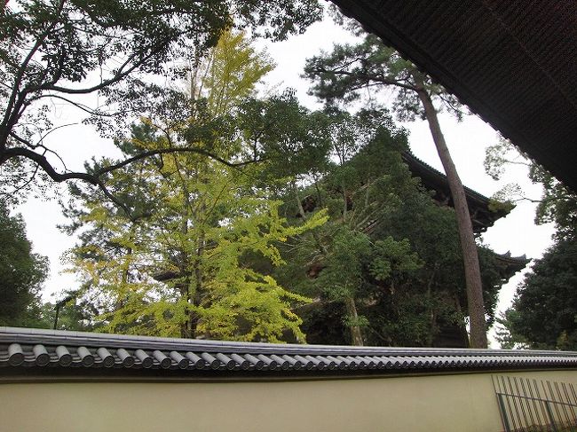 奈良公園の紅葉はまだまだですが、イチョウは少しずつ色が変化。