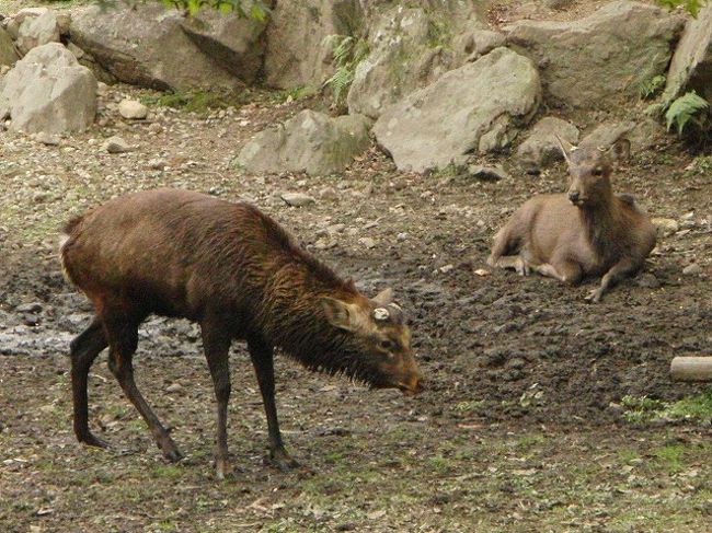 この時期の雄鹿はタテガミも伸びて、独特のシルエット。