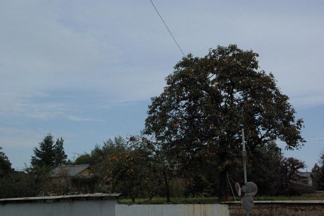 高畑を後にして、新薬師寺前を通って白豪寺へ歩きました。<br />あちこち、オレンジ色の柿がたわわに。。<br />奈良らしい秋の風景。。