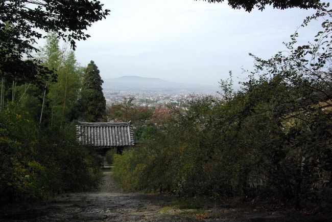 萩で自慢の土塀も隠れてしまって残念！！！！<br />。。お寺によると寒くなる前に剪定しますとのこと。