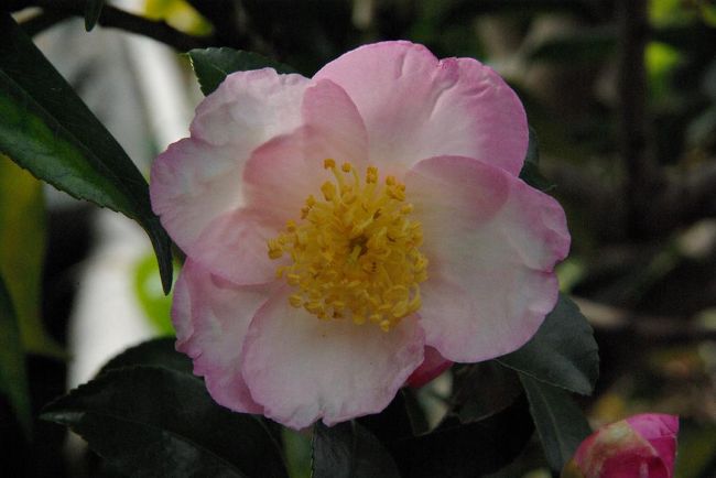 沿道の垣根で椿が咲いていました、、