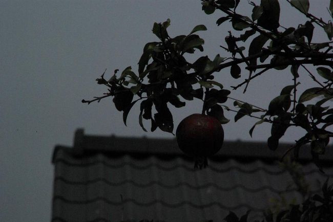 何の実でしょう。。ここでも実りの秋。