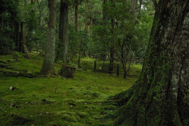 苔生した雰囲気がいいです。。