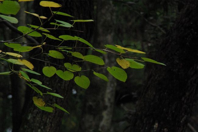カツラの円い葉っぱが可愛く感じました、