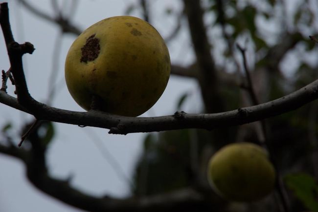 雅楽が午後3時過ぎに終わって、植物園散策。。かりんの実がたくさん。。