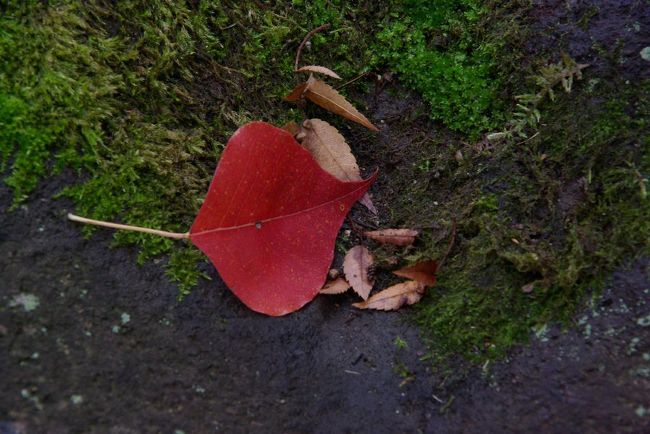 少し蒸し暑さを感じた秋の一日でしたが、秋が気配が忍び寄る。。