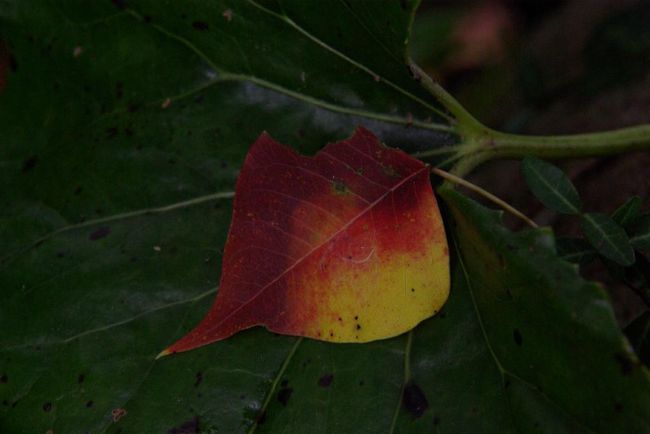 季節は確実に移り変わろうとしています。