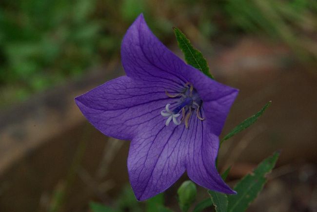 園内、一番遅れて咲く桔梗。