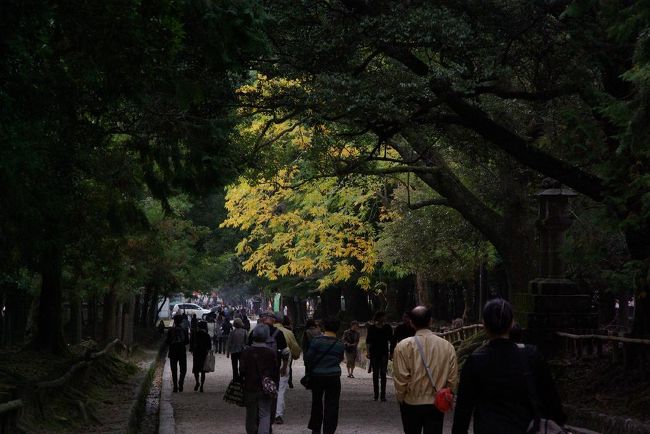 秋の深まりを感じる文化の日の奈良公園一帯でした。（オワリ）