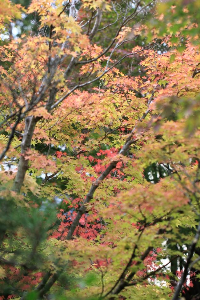 法華寺<br />華樂園<br />これから紅葉の季節を迎えます。<br />素晴らしい仏像の数々に巡り会えた文化の日。<br />充実した一日になりました。<br />