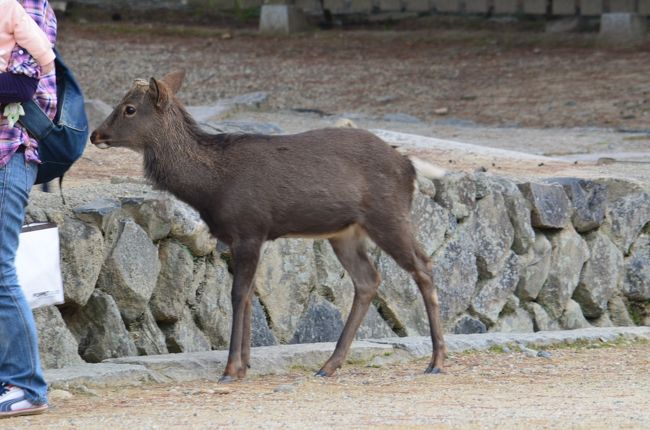 さっそく鹿を発見。