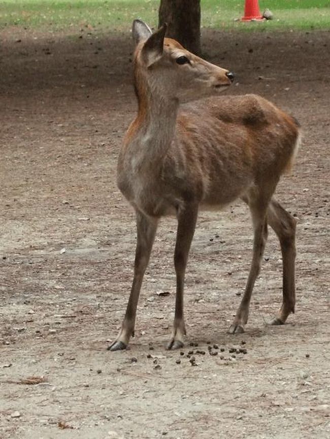 鹿をパチリ。