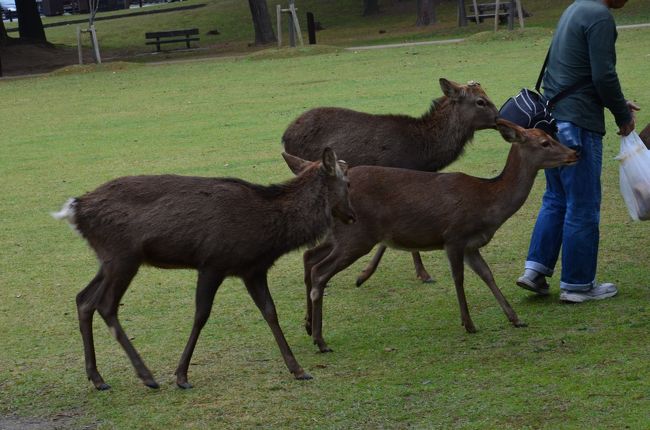 そこら中、鹿だらけです。
