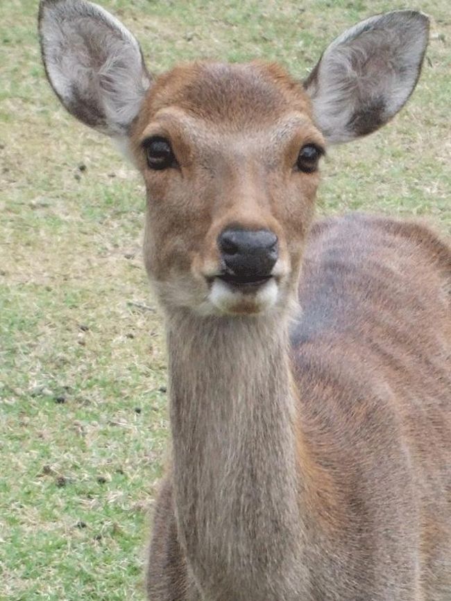 鹿にご対面です。