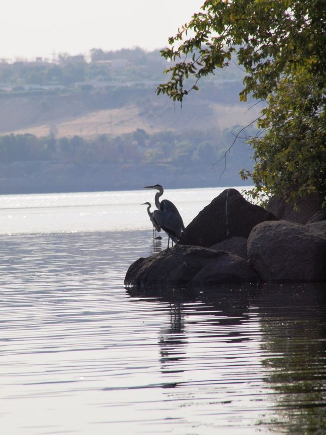 ナイル川には様々な鳥が生息しているらしい。<br /><br />鳥達もナイルの恵みのもとで暮らしているんだねぇ。