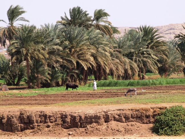 ナイル川沿いは本当に緑が豊か。<br /><br />船からは地元の皆さんの普通の生活が垣間見れる。<br /><br />昔ながらの動物と共存するスタイルの農業。<br />動物さんも一生懸命働いている。<br /><br />このナイル川沿いの緑の大地を見ていると、この国のおおよそが砂漠だなんて一瞬信じられなくなる。<br /><br />ナイルって昔から多くの命を支えてきたんだと実感。