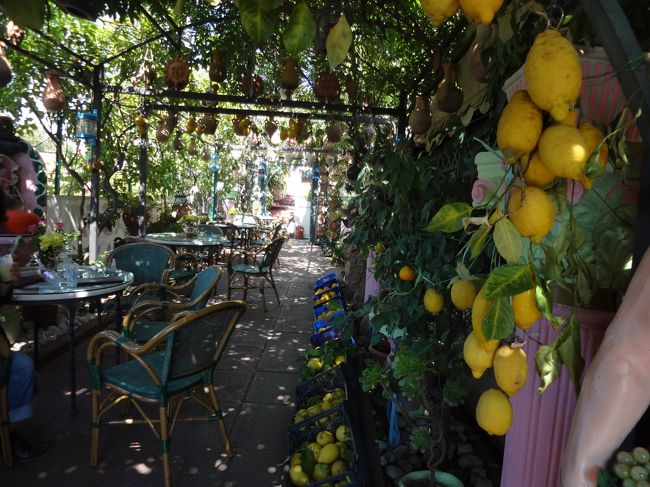 レモンの木には実がいっぱい。