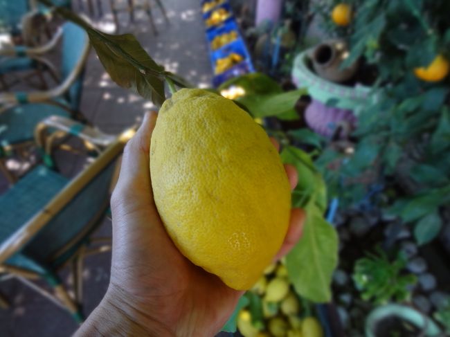 しかもこんなに大きい。