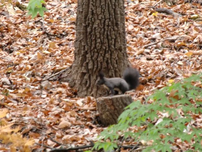 リスも冬支度。