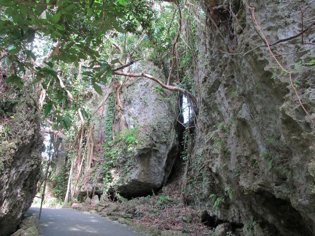 ここら辺から<br />やたらと聞こえる「ウェンウェン・・・」という泣き声。<br />これはオオシマゼミというらしいの。<br />11月でも奴らには関係ないの！