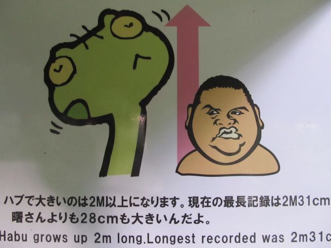 かつてダメ格闘家で「アケボノ」ってのがいたの。<br />毎年12月31日夜<br />これでもかというくらい<br />みっともない試合をしてリングに沈んでいたの・・・。