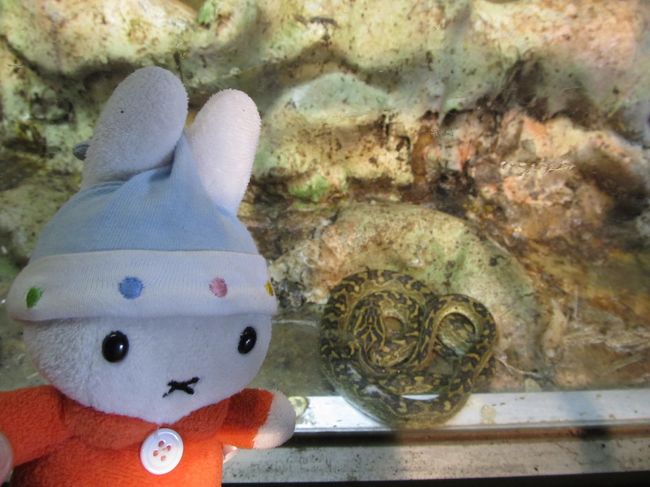 グーちゃん！<br />とぐろ虫発見！<br />