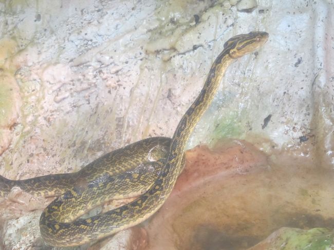 コニヘー！近づいてはいけないの！<br />そのとぐろ虫がハブなの。<br />