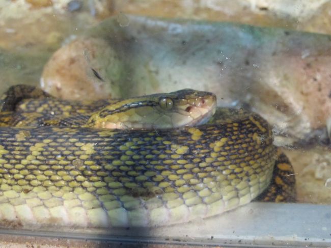 さすがのグーちゃんも<br />アケボノには勝てても<br />このとぐろ虫には勝てないの・・・。