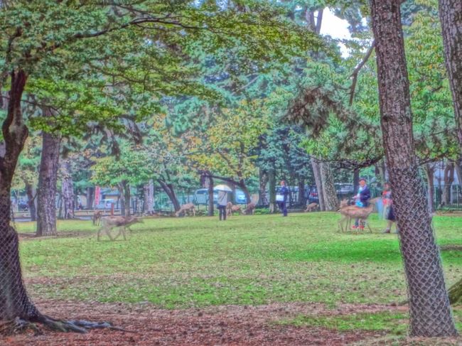 シカの広場。<br />カメラの絵画モードで撮ってみました。<br />