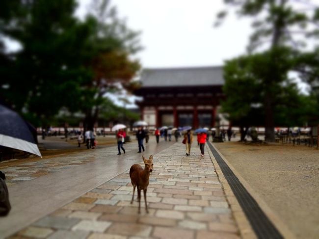 来た道をゆっくり戻ります。<br /><br />中門と南大門の間。<br />ミニチュアモードで撮影。<br />