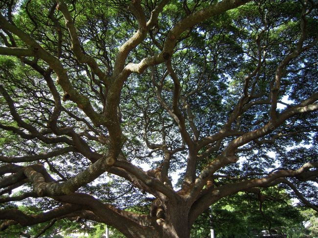 樹の下からパチリ☆<br />涼しいしきれい♪