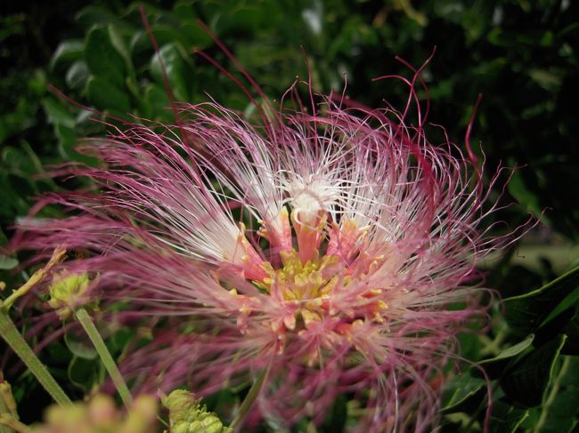 丁度花が咲いてた♪<br />こんな花なのねー。