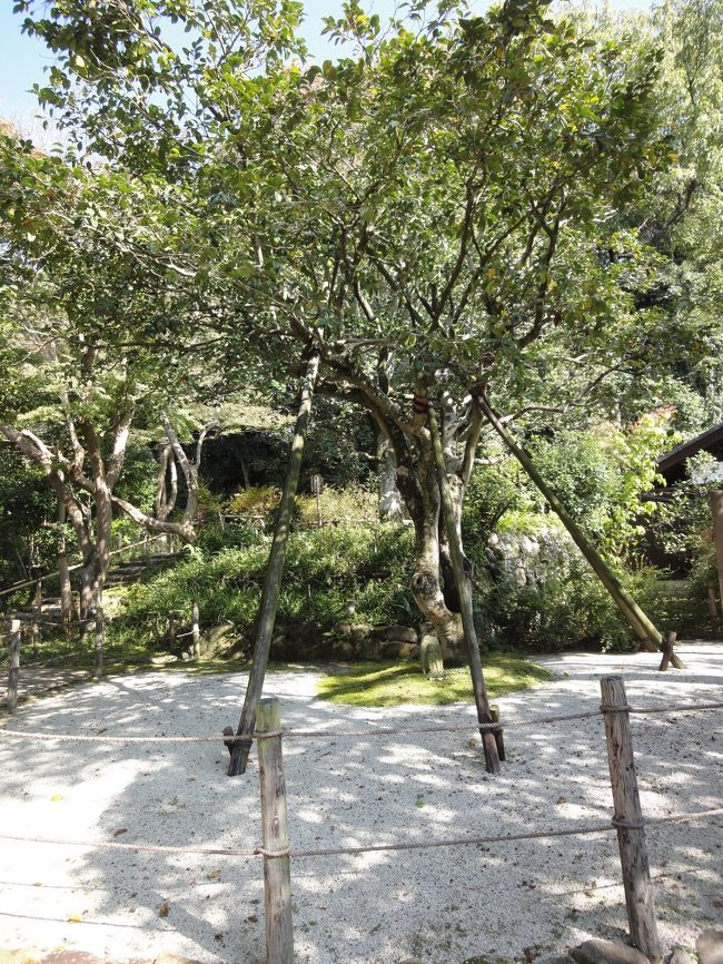 これは、「五色の椿」です。<br /><br />まだ咲いていません。