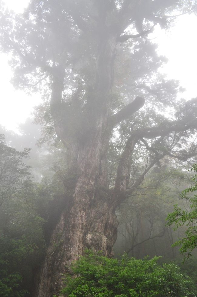 みのりん様用世界遺産屋久島屋久杉瘤のペンダント⑤大ぶりと① 世界遺産屋久島屋久杉瘤のペンダント⑤-たかみ 質店