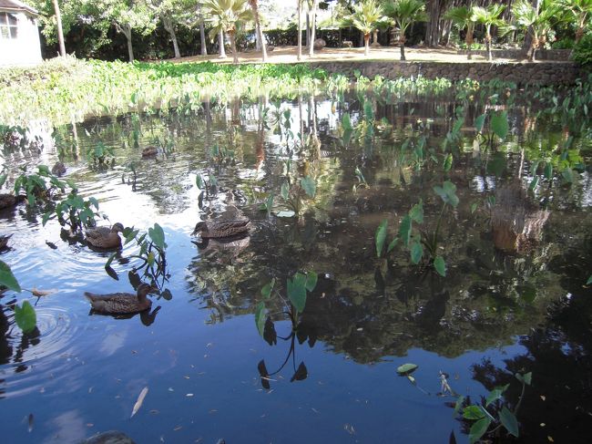 昔のハワイのタロイモ畑を再現してるんだとか。<br />カモカワイイ♪ｗ