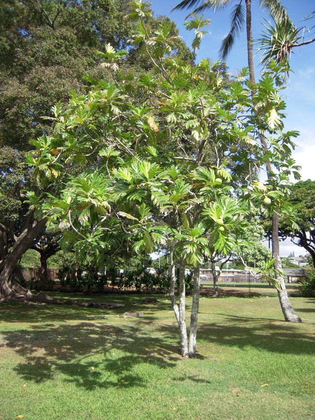 パンの木だそう。<br />初めて見たー。(゜o゜)