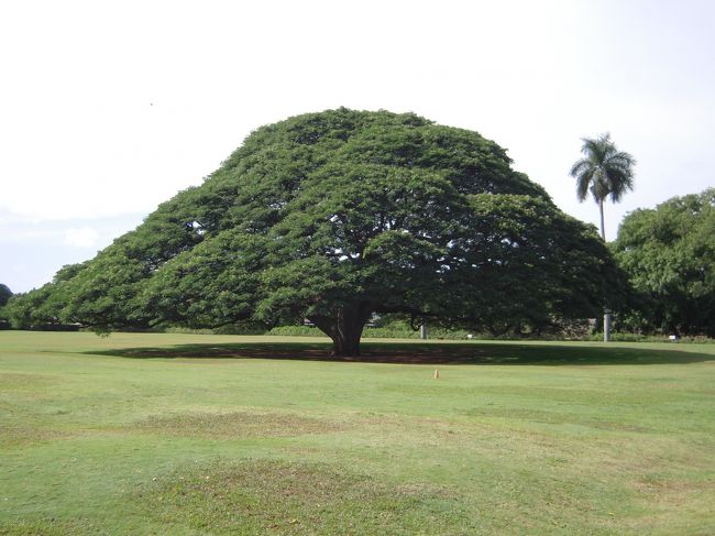 別アングルから。<br />すっごい晴れて暑かったけど、日立の樹方面は雲が。。。<br />青空バックに撮れたらよかったなー。<br />