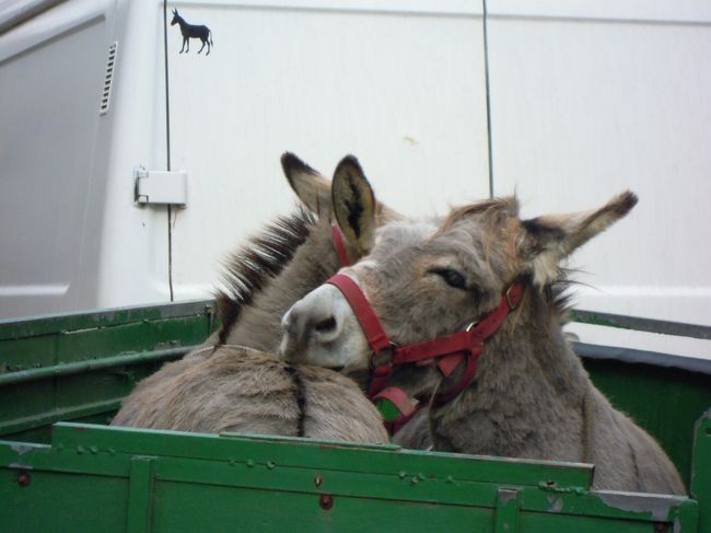ロバ君たちのいる通りに戻ってきました。<br />今日の仕事が終わったんだね。<br />お疲れさま〜<br />お互い労をねぎらっているロバたちでした。<br /><br />カンペールの旧市街をざっと歩いた旅行記でした。