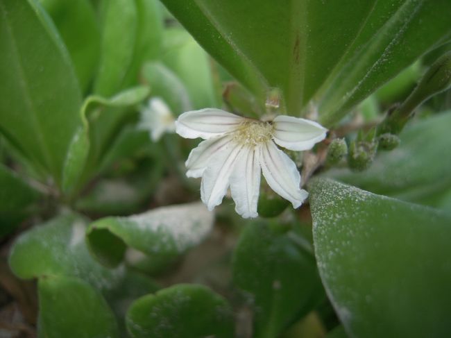 砂浜にはこんな変わったかわいらしい花がたくましく☆<br /><br />カイルアビーチを堪能して次に向かうは、