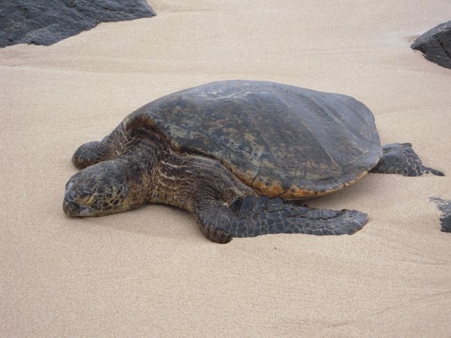 タートルベイ！<br />最初ビーチの真ん中をさがしたけど、甲羅干ししてる子はまったくいず。。。でも波間には顔が見えたり、ひれが見えたり！<br />それできゃーきゃー言ってたら、なにやら浜辺のすみに人だかり発見！さっそく行ってみるとこの子が！<br />いーたーo(≧▽≦)o<br />動かないから写真取り放題ｗ<br />あいたかったよー♪<br />今回の旅行ではワイキキでもチラ見したし、<br />前回のハワイではカイルアビーチでも見たし、<br />ガイドのＪちゃんは違うビーチで会ったって言うし、<br />探してないだけで割と会えるのか？！<br /><br />波打ち際に上陸してそうな子がちらちらいたから待ってみたけど、波の力が強いのか人がいるせいか上陸はしてくれない。結局ちゃんと会えたのはこの子だけ・・・