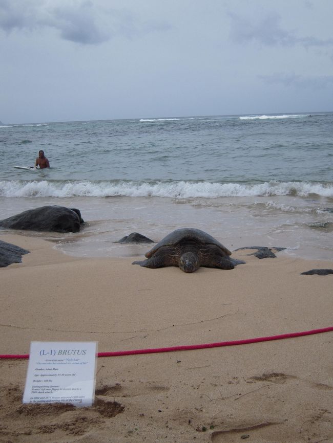 ちなみに名前はＢＲＵＴＵＳ。<br />この子、って言ったけど年上だったしｗ<br /><br />全部で何匹くらい名前ついてるんだろう。。。