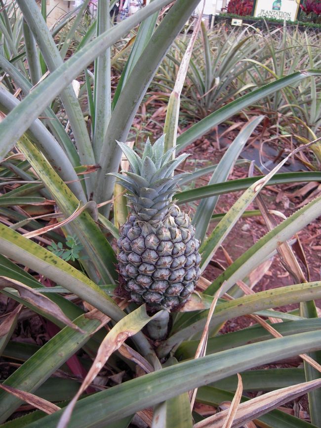 ちっちゃいけど、パイナップルなってた！<br />大きいのは倒れてた！<br />収穫毎にパイナップルの身は小さくなっていくんだとか。。。（Ｊちゃん豆知識）<br />それにしても不思議な形。。。<br />