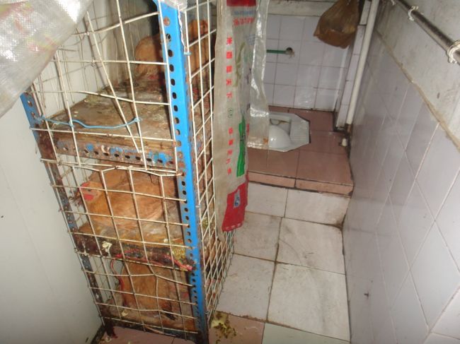 なんとトイレに生きた鶏さんが・・・注文受けて捌くそうです、可哀想だけど美味しすぎ