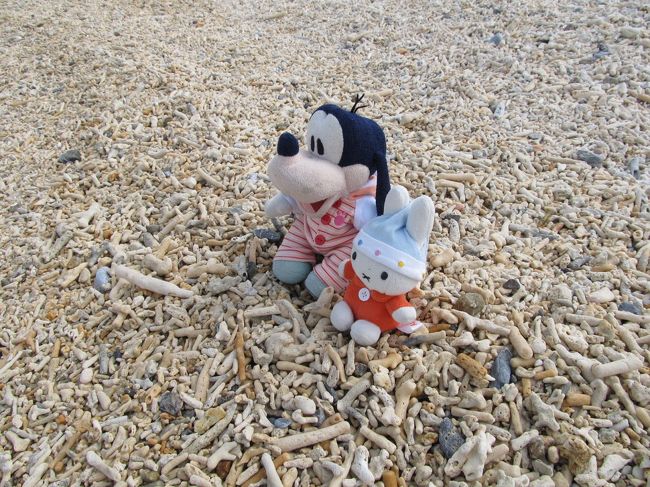 コニヘー、落ちてる珊瑚を<br />お土産にえらぶの！