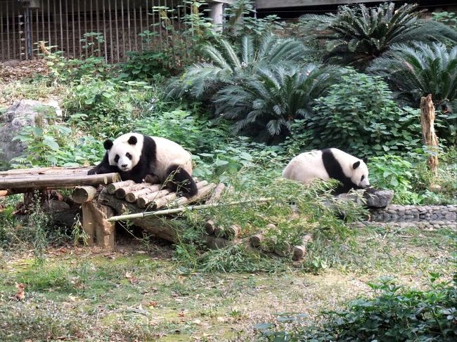 桂林紀行 その３ 七星公園 蘆笛岩鍾乳洞 正陽路散策 帰国 桂林 中国 の旅行記 ブログ By Akkiyさん フォートラベル